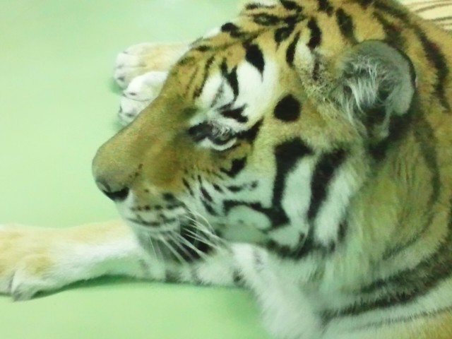 円山動物園ではありますが。_d0114782_2353548.jpg