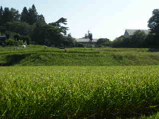 川崎から小淵沢の田んぼの間に移住して・・・体調は・・_a0211886_9532759.jpg