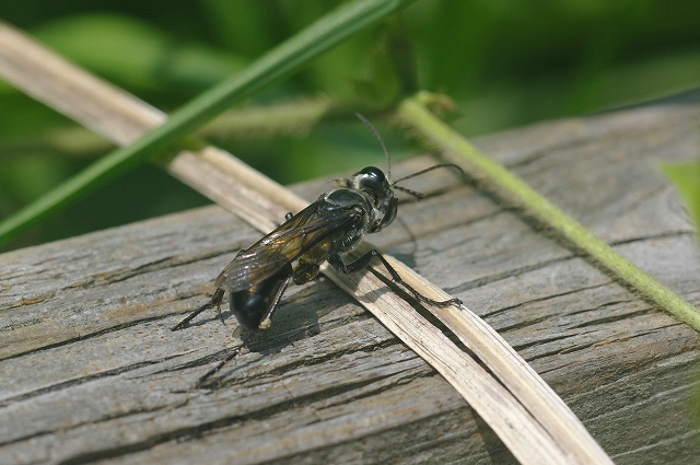 e0070891_20413561.jpg