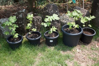 静岡で栽培されている水戸和綿 J Cottonclub Ikeuchi Organic 風で織るタオル 代表の部屋