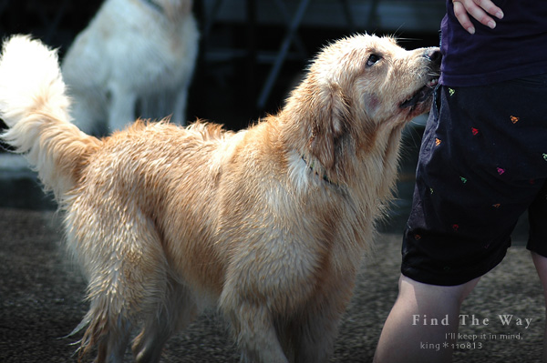 【wanこ】Dog\'s Water Resort Zuっchan　２／４_f0054594_1472149.jpg