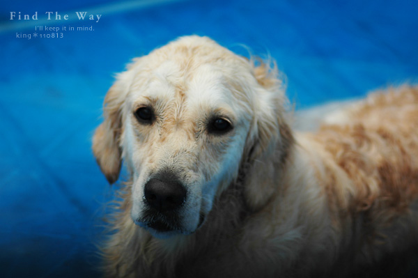 【wanこ】Dog\'s Water Resort Zuっchan　２／４_f0054594_1473965.jpg