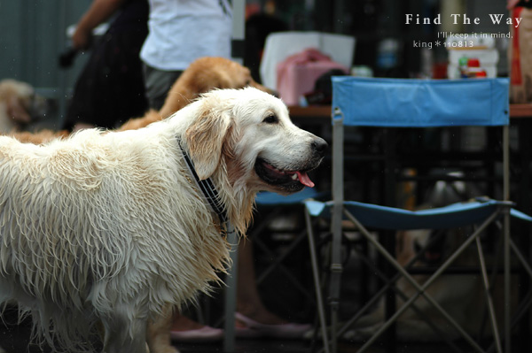 【wanこ】Dog\'s Water Resort Zuっchan　２／４_f0054594_1482142.jpg