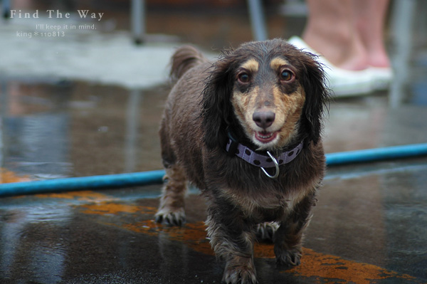 【wanこ】Dog\'s Water Resort Zuっchan　２／４_f0054594_1485558.jpg