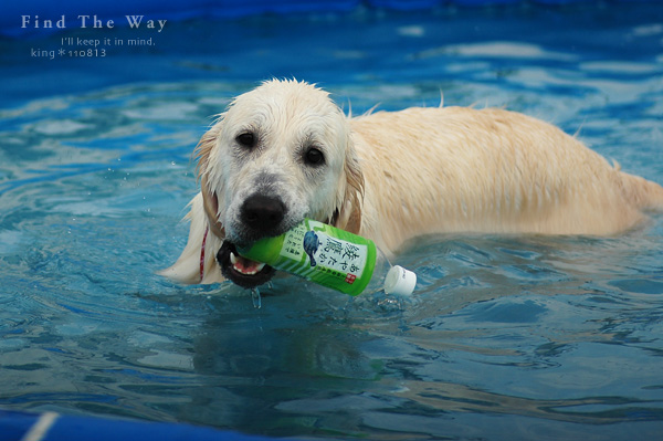【wanこ】Dog\'s Water Resort Zuっchan　２／４_f0054594_1492022.jpg
