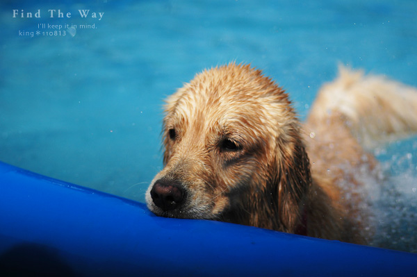 【wanこ】Dog\'s Water Resort Zuっchan　２／４_f0054594_1511341.jpg