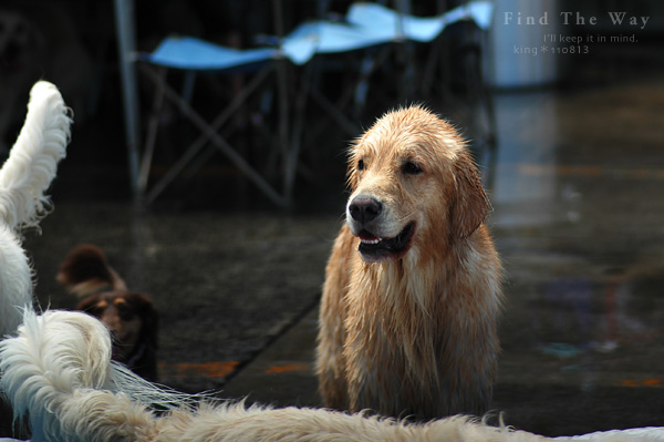 【wanこ】Dog\'s Water Resort Zuっchan　３／４_f0054594_1552861.jpg