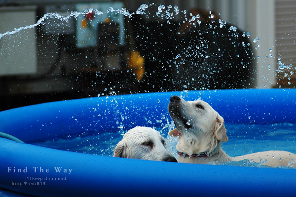 【wanこ】Dog\'s Water Resort Zuっchan　３／４_f0054594_1554786.jpg