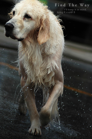 【wanこ】Dog\'s Water Resort Zuっchan　３／４_f0054594_1562375.jpg