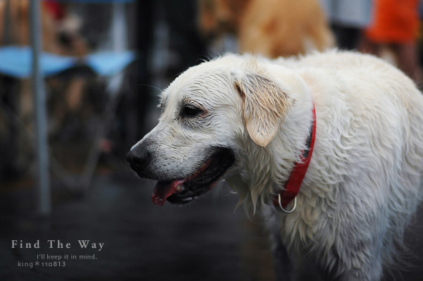 【wanこ】Dog\'s Water Resort Zuっchan　３／４_f0054594_1571650.jpg