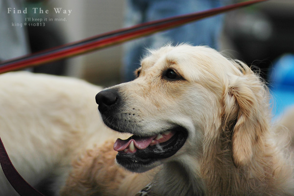 【wanこ】Dog\'s Water Resort Zuっchan　３／４_f0054594_157284.jpg