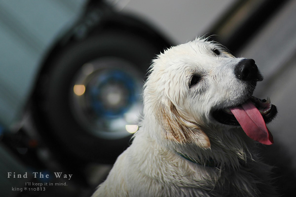 【wanこ】Dog\'s Water Resort Zuっchan　３／４_f0054594_1582762.jpg