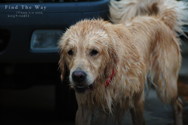【wanこ】Dog\'s Water Resort Zuっchan　３／４_f0054594_158957.jpg