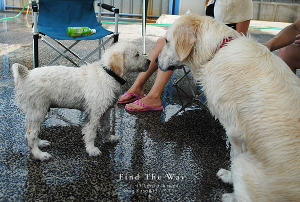 【wanこ】Dog\'s Water Resort Zuっchan　４／４_f0054594_212142.jpg