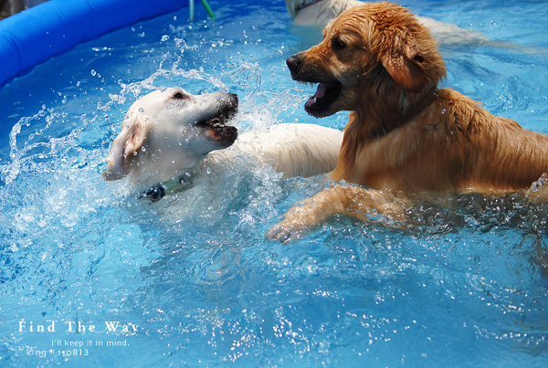【wanこ】Dog\'s Water Resort Zuっchan　４／４_f0054594_2123998.jpg
