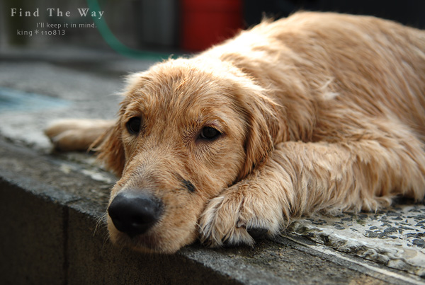 【wanこ】Dog\'s Water Resort Zuっchan　３／４_f0054594_225451.jpg