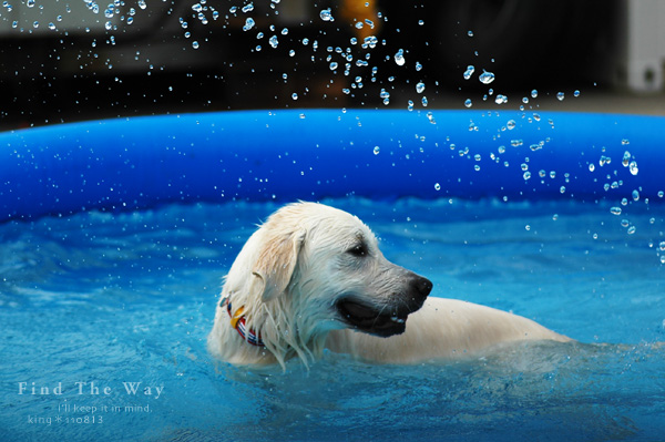 【wanこ】Dog\'s Water Resort Zuっchan　４／４_f0054594_26388.jpg