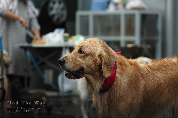 【wanこ】Dog\'s Water Resort Zuっchan　４／４_f0054594_265170.jpg