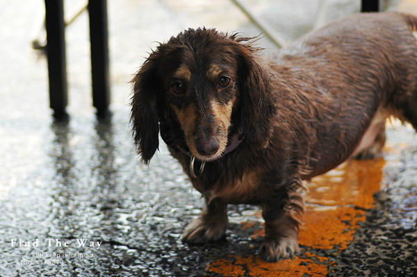 【wanこ】Dog\'s Water Resort Zuっchan 4/4_f0054594_27716.jpg