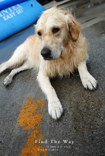 【wanこ】Dog\'s Water Resort Zuっchan　４／４_f0054594_284120.jpg