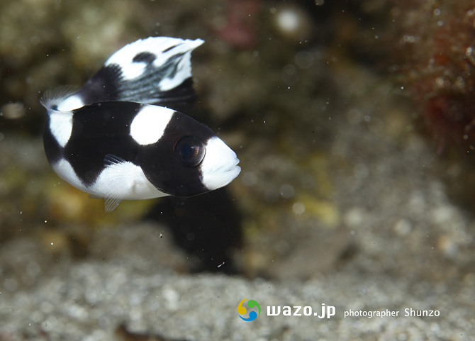 アジアコショウダイ幼魚 屋久島の海で生きる者たち