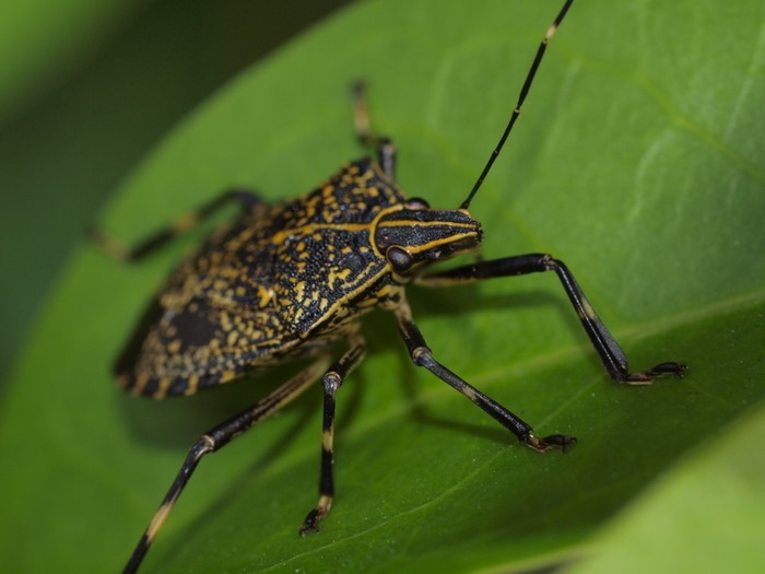 キマダラカメムシ_c0116915_1810749.jpg
