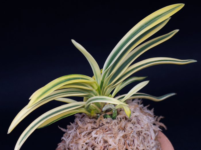 富貴蘭 大観(3本子付き) 富貴蘭 大観(3本子付き) - メルカリ