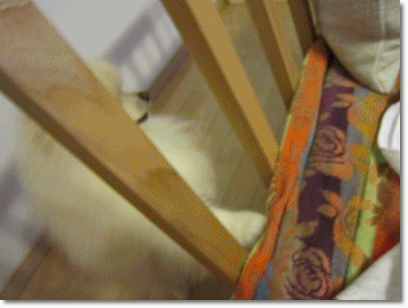 b0167519_14034100.gif