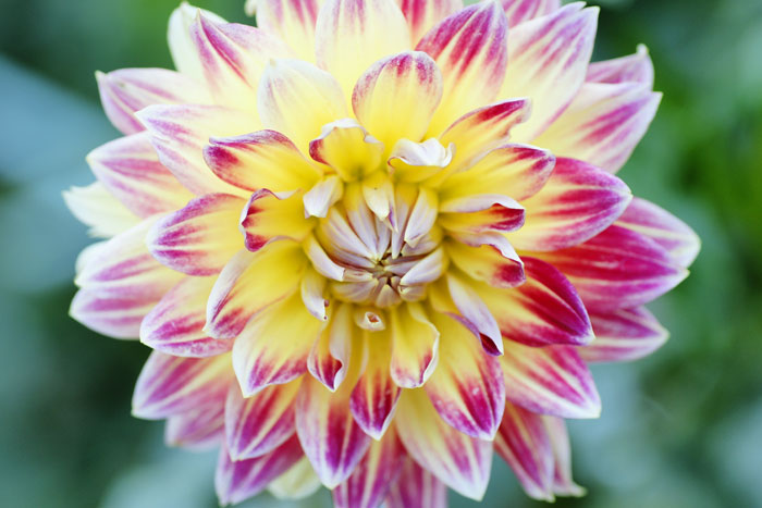 Dahlia_e0077521_22172098.jpg