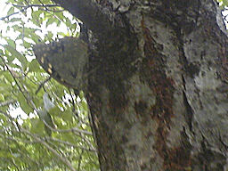 f0161535_1715255.jpg