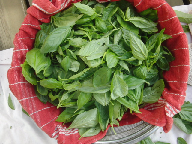 バジルペースト　Basil Pesto_d0201648_164513.jpg