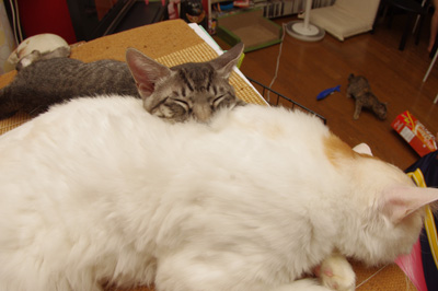 夏の思い出。【9/1写真追加】_a0028451_12415414.jpg