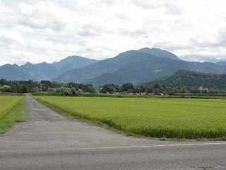 稲穂に色が付きました_a0084753_1327423.jpg