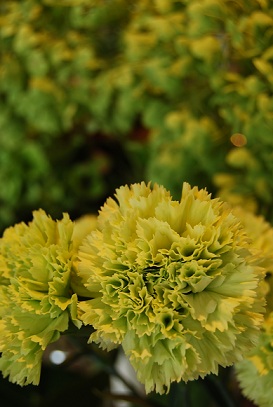 a0201358_15575145.jpg