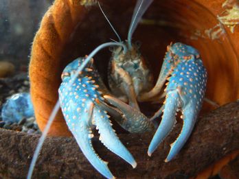 母の飼う青いザリガニ 荒川土手でシーバスを釣ってみようと思ふ