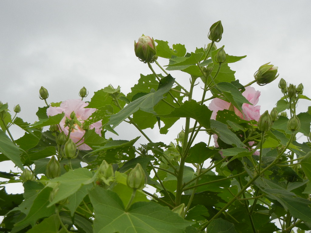2011年8月31日(水)酔芙蓉が咲いたよ~!_f0060461_12175636.jpg