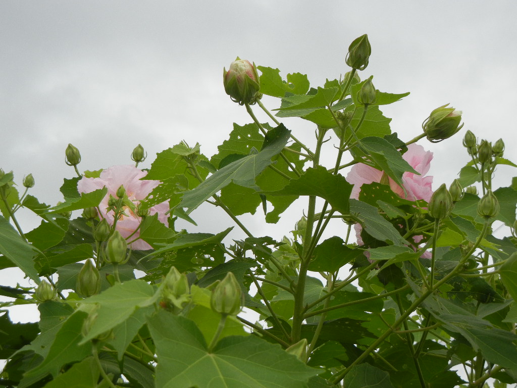 ２０１１年８月３１日（水）酔芙蓉が咲いたよ～！_f0060461_12175636.jpg