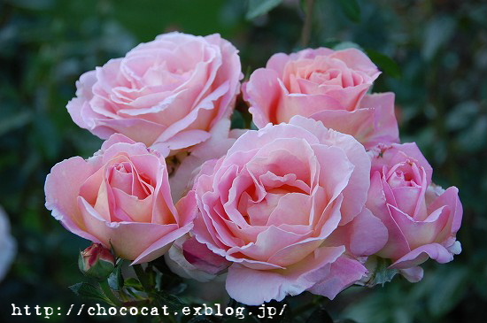  Beauty of Roses_e0128367_14481871.jpg