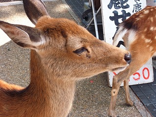奈良、京都の旅日記。_a0087471_11321184.jpg