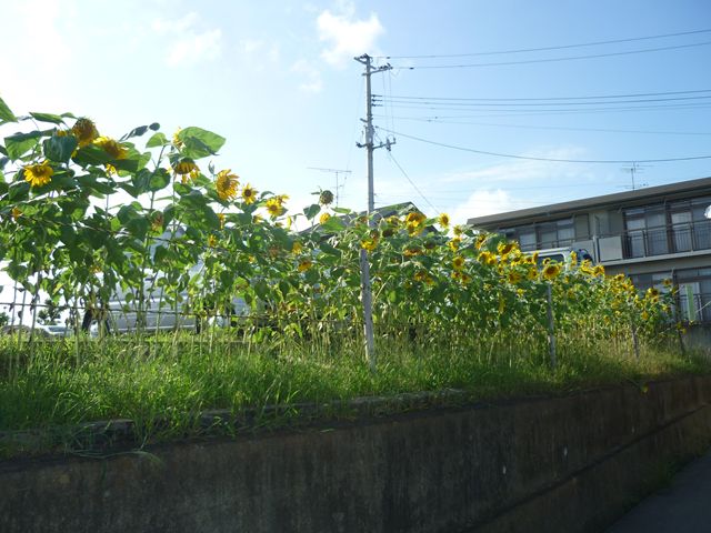 c0202171_1853749.jpg