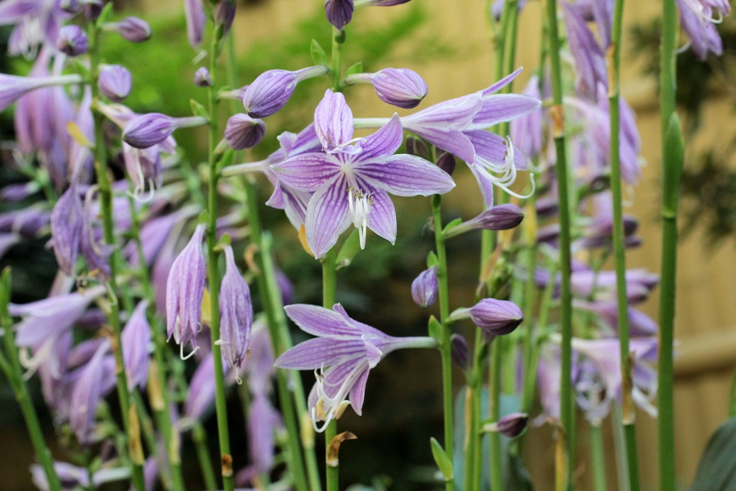 ミニギボウシの花々_a0107574_16443494.jpg