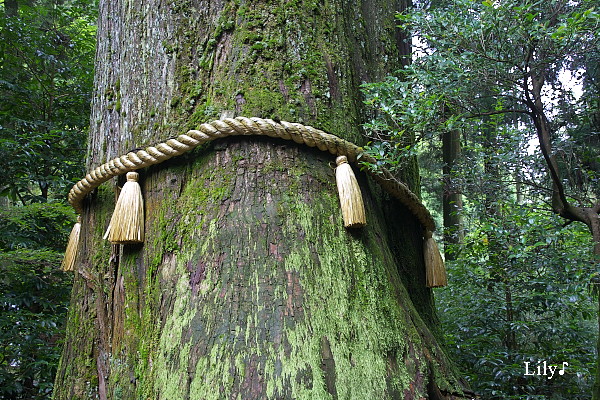 ＊ 箱根神社 ＊_e0166574_1914624.jpg