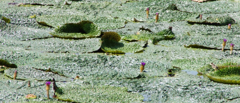 c0144185_14591917.jpg