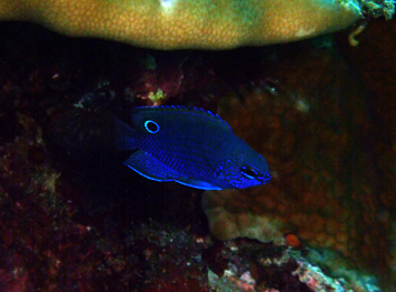 ザ・カメラダイブ!_f0144385_23303376.jpg