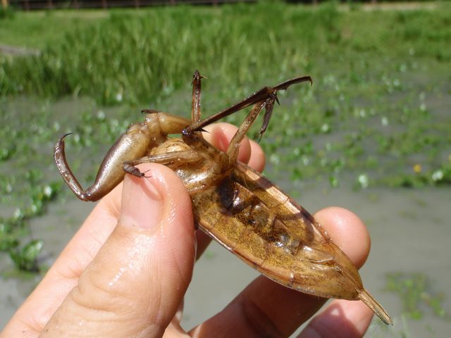 タガメの新成虫さがし！ : Close To You