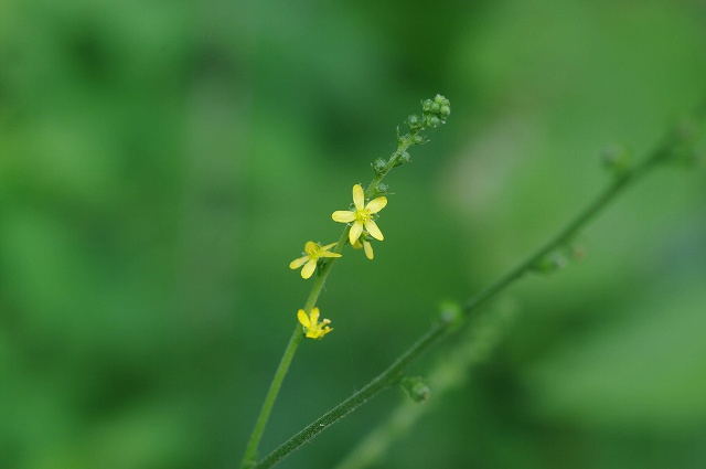e0070891_1755178.jpg