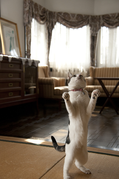 立ち犬 ややコロ日記