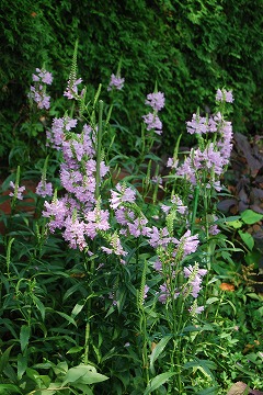 森林公園 今見頃の夏の草花 雑木林の家から Nishio