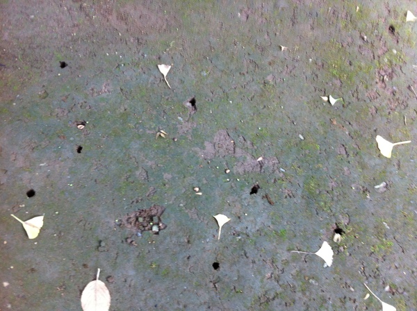 相続税の最速申告、そして8月も終わり_d0054704_049192.jpg