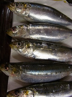 岸和田いわし!_f0157910_134676.jpg